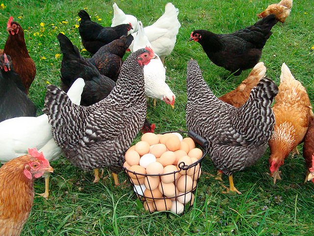 Содержание кур и уход за ними | ЗооТом - продажа, вязка и услуги для животных в Суздале