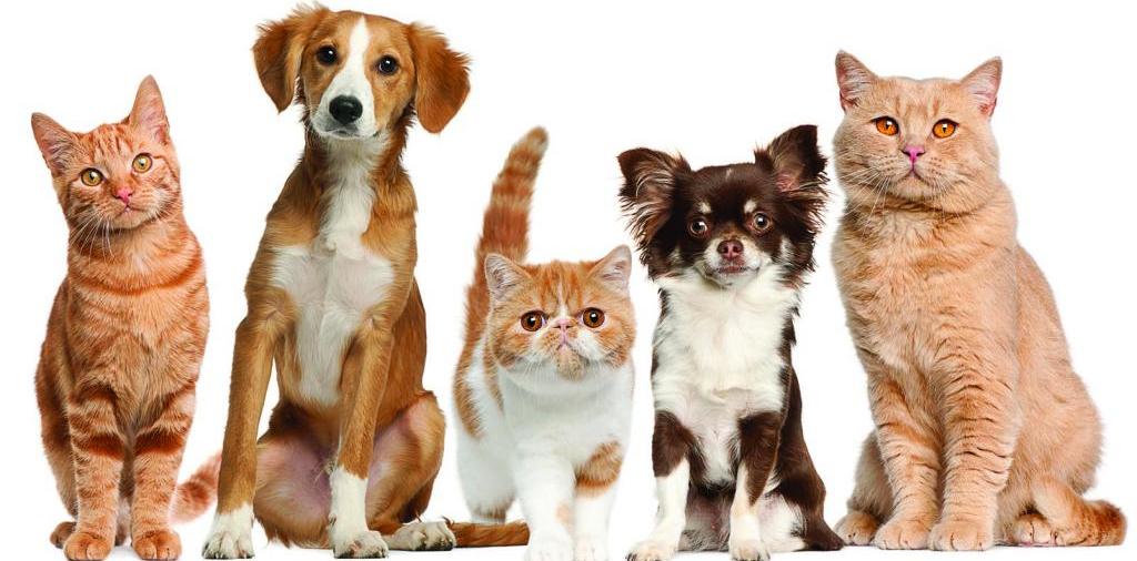 Доска объявлений о животных | ЗооТом - продажа, вязка и услуги для животных в Суздале