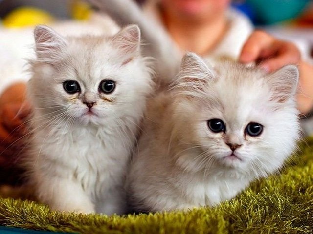 Породы кошек в Суздале | ЗооТом портал о животных