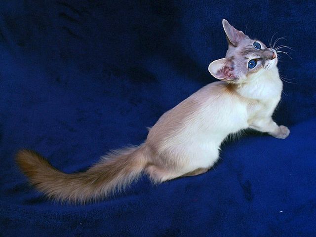 Выведенные породы кошек в Суздале | ЗооТом портал о животных