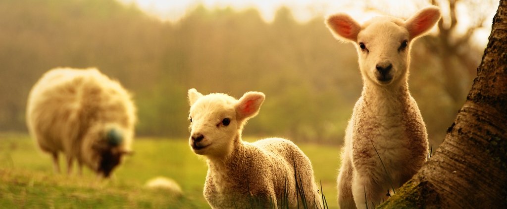 Объявления о сельскохозяйственных животных | ЗооТом - продажа, вязка и услуги для животных в Суздале