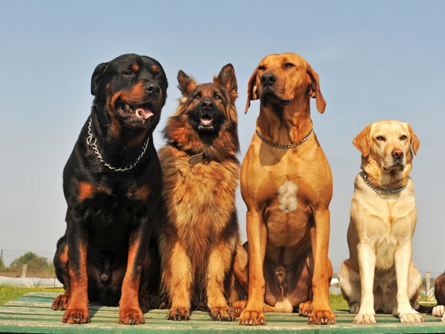 Крупные породы собак в Суздале | ЗооТом портал о животных